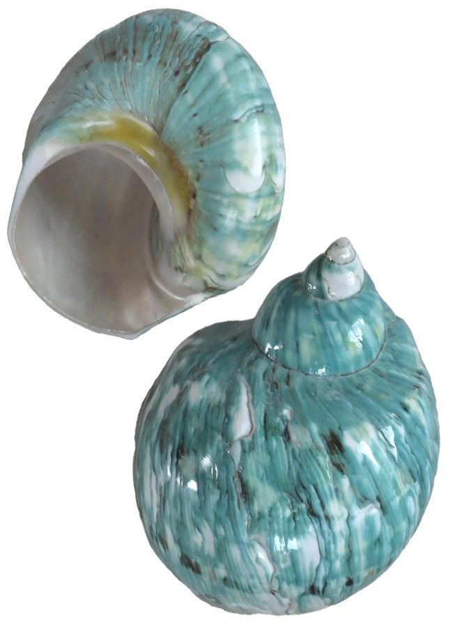 iao.v.p 2pcs XXL Hermit Crab Shells, Natural Sea Conch, Green, Polished, Coastal, Tabletop Ornaments, Holds Up to 1.9-2.2" Hermit Crab, 3.5-3.9" Length - Image 1